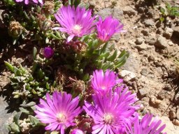 Delosperma obtusum